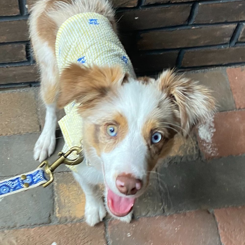 Cashie Boy, The Mini Aussie